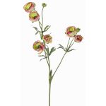 Ranúnculo de terciopelo YARIS, verde-fucsia, 65cm, Ø3-4,5cm
