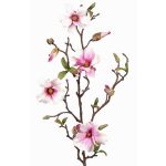 Magnolia falsa MARGA, rosa-rosa, 80cm, Ø6-8cm