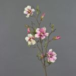 Magnolia falsa MARGA, rosa-rosa, 80cm, Ø6-8cm