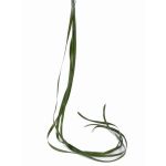 Cárex de plástico JURO, verde, 120cm, Ø1cm