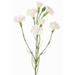 Rama decorativa de clavel PIARA, blanca, 60 cm, Ø 3-5 cm