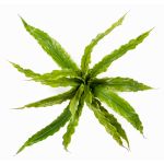 Helecho nido decorativo FRANNY, enchufable, verde, 30cm, Ø30cm