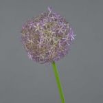 Allium de plástico SAMARA, morado, 75cm, Ø12cm