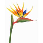Estrelicia artificial LATIFA, naranja-morado, 80cm, 17x20cm