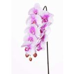 Rama de orquídea de plástico Phalaenopsis ENISA, rosa-blanca, 60cm, Ø7-8cm