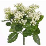 Kalanchoe artificial LORRE con palo, para estancias resguardadas, blanco, 35cm, Ø30cm
