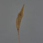 Bulbinella de plástico TALUNA, marrón claro, 65cm, Ø6cm