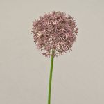 Allium de plástico ARNAU, rosa, 60cm