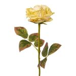 Flor decorativa rosa DRINT, aspecto seco, verde-crema, 60cm, Ø10,5cm
