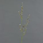 Künstlicher Zweig Stirlingia latifolia COLLAN, schwarz-weiß, 75cm, Ø1cm