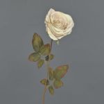 Rosa artificial NAJMA, aspecto seco, crema-rosa, 65cm, Ø10cm