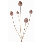 Cápsula de amapola sintética FILOMELA, marrón claro, 75cm, Ø2-3,5cm