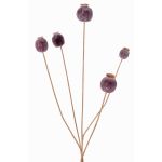 Cápsula de amapola sintética FILOMELA, marrón oscuro, 75cm, Ø2-3,5cm
