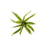 Helecho nido decorativo FRANNY, enchufable, verde, 30cm, Ø30cm