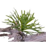 Helecho cuerno de alce sintético TENUK con palo, verde, 20cm, Ø30cm