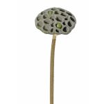 Fruto de lotus de plástico JOHNTEN, marrón, 65cm, Ø10cm