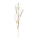 Künstlicher Pampasgras Zweig BALARI, Rispen, creme, 65cm