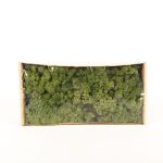 Musgo natural islandés SVEINBJÖRN, verde, 500g