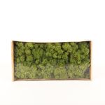 Musgo islandés natural SVEINBJÖRN, verde prado, 500g