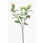 Rama decorativa de amaranto esférico DREWON, color crema, 65 cm, Ø 2-3 cm