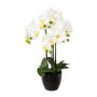 Orquídea Phalaenopsis decorativa UKERNA en maceta de resina, blanca, 55 cm