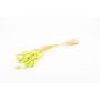 Hierba seca BORKA, manojo de Lagurus, verde claro, 55-75 cm, Ø 12 cm
