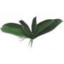 Hojas decorativas de orquídea Phalaenopsis PRIMALA, raíces aéreas, 21 x 26 cm