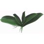Hojas decorativas de orquídea Phalaenopsis PRIMALA, raíces aéreas, 21x26cm