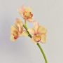 Rama decorativa de orquídea Cymbidium SERAPHINA, amarillo-rosa, 45 cm, Ø 10-13 cm