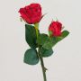 Rosa de terciopelo QUEENIE, roja, 30 cm, Ø 3-5 cm
