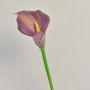 Zantedeschia artificial TALEA, violeta, 65 cm, 9 x 11 cm