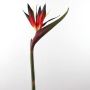 Flor ave del paraíso artificial CHAYA, rojo-negro, 95cm, 17x24cm