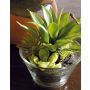 Arreglo de suculentas de espuma plástica TIMOTHY en vaso, verde, 18 cm
