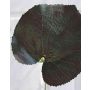 Hoja de geranio artificial HEIDEGARD, verde-rojo, 38 cm, Ø 14 cm