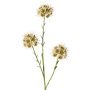 Rama decorativa de allium ZEBU, color crema, 65 cm, Ø 7 cm