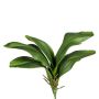 Hojas decorativas de orquídea Phalaenopsis DRANFOL, varilla, raíces aéreas, 35 cm
