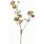 Ranúnculo de terciopelo YARIS, verde-rosa, 65 cm, Ø 3-4,5 cm