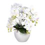 Arreglo floral de orquídea Phalaenopsis WEMBER con mimbre retorcido, maceta de cerámica, raíces, blanco, 55 cm