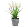Flor decorativa: jacinto en racimo ZORKLEM en maceta decorativa, blanco, 22cm