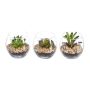 Arreglo decorativo de suculentas WINKS en vaso, 3 unidades, verde, 7 cm, Ø 7,5 cm