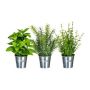 Mezcla de hierbas decorativas DRILHO, albahaca, romero, tomillo, 3 unidades, maceta de zinc, verde, 25 cm, Ø 16 cm