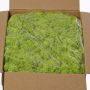 Musgo natural islandés SVEINBJÖRN, verde claro, 5kg