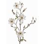 Magnolia falsa MARGA, blanca, 80cm, Ø6-8cm