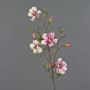 Magnolia falsa MARGA, rosa-rosa, 80cm, Ø6-8cm