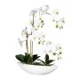 Orquídea Phalaenopsis decorativa JELTRON, cuenco de cerámica, raíces, blanca, 60 cm
