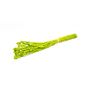 Hierba seca Phalaris BRAGILA, manojo, verde manzana, 50-75 cm, Ø 12 cm
