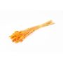 Hierba seca Phalaris BRAGILA, manojo, naranja, 50-75 cm, Ø 12 cm