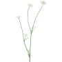 Rama de flores textiles Bellis NIKSA, color crema, 55 cm