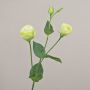 Rama de lisianthus artificial RINARA, verde crema, 65 cm, Ø 4,5-7 cm