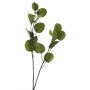 Rama de eucalipto artificial AOSHAN, verde, 80 cm